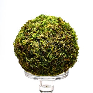 May include: A green moss ball sits on a clear glass pedestal. The moss ball is round and has a natural, organic texture.