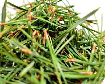 Fresh pine needles 15 OZ, leaf tea, health green tea