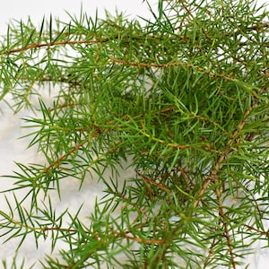 Ramas de enebro fresco, material natural de floristería artesanal, especias de enebro y purificador de aire - Incienso