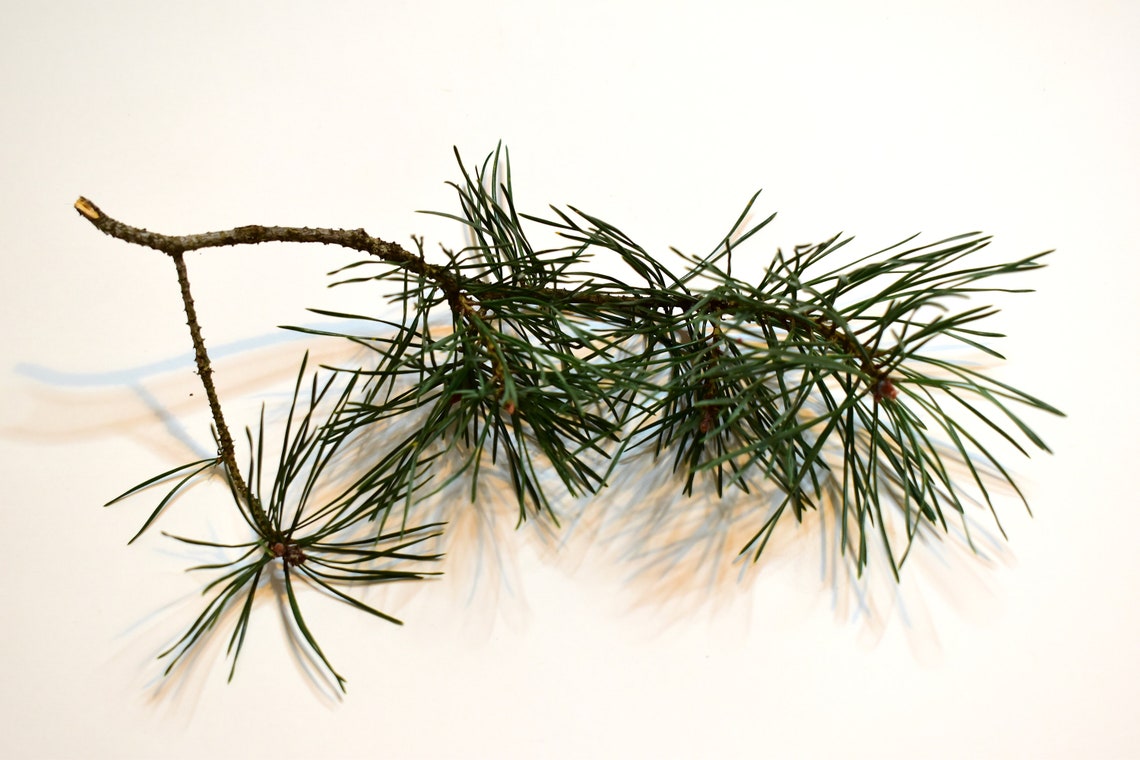 Pine needles for sale branches for craft fresh cut natural Etsy