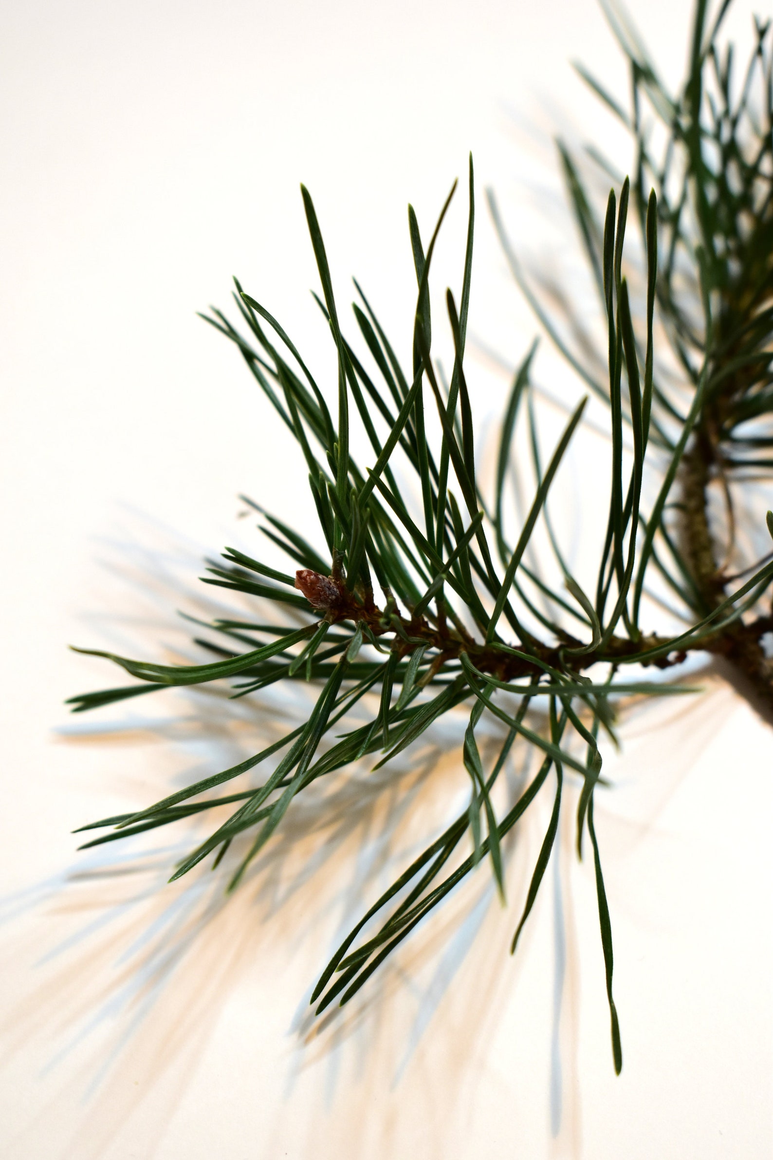 Pine needles for sale branches for craft fresh cut natural Etsy