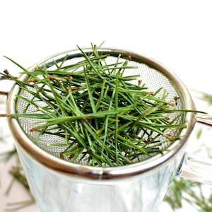 Organic fresh pine needle tea, suramine herb, kiefernnadeln, loose leaf tea, suramina, aghi di pino per tisana, aghi di pino organico interi