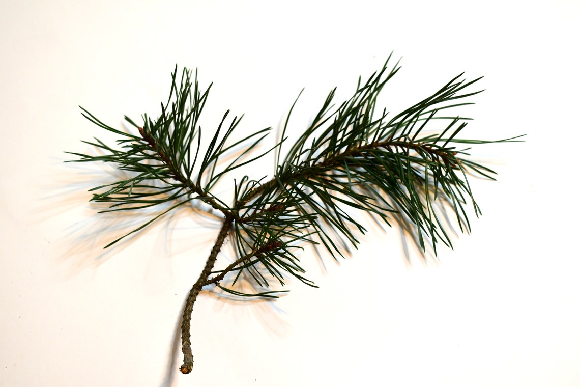 Pine needles for sale branches for craft fresh cut natural Etsy