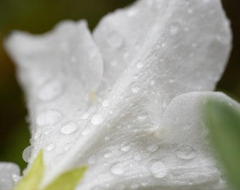 Stunning Photo of White Azalea Blossom, wet, rear view, Wall Art, Archival Quality Print, White