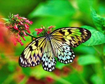 Butterfly Art - Archival Quality Colorful Butterfly Photograph Print/Large Tree Nymph Image