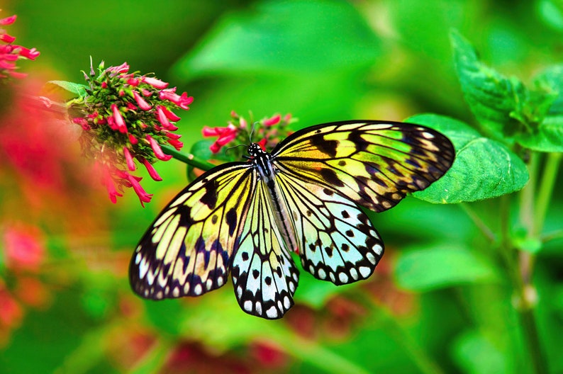 Butterfly Art Archival Quality Colorful Butterfly Photograph Print/Large Tree Nymph Image image 1