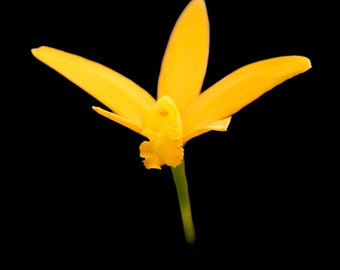 Stunning Bright Orange Orchid Print, Photograph of Orange Orchid on Black Background