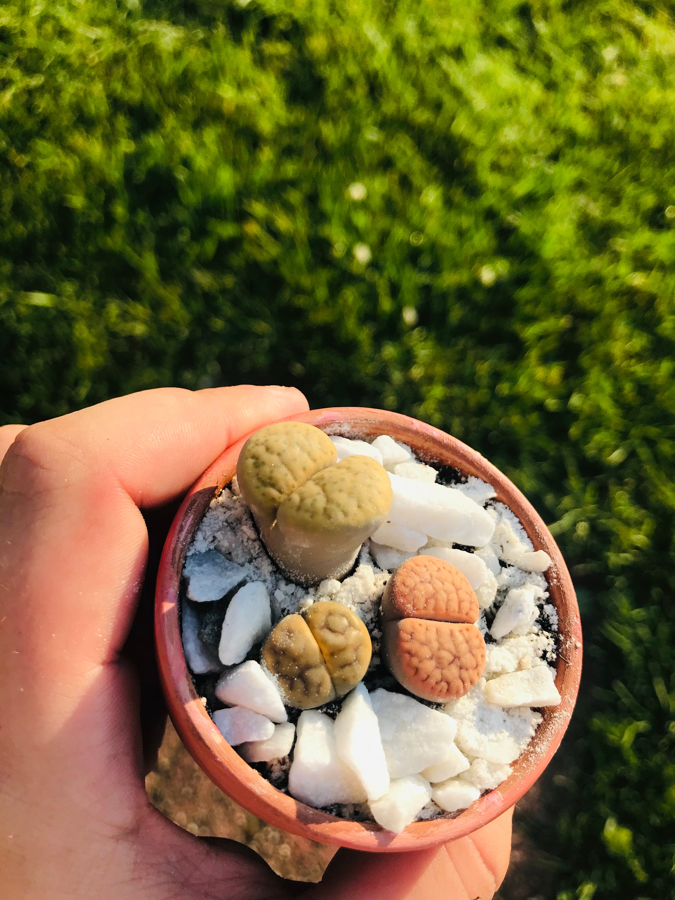 Lithops custom pot Etsy