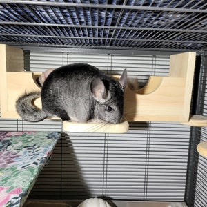 Puede incluir: Un chinchilla gris sentado en una plataforma de madera dentro de una jaula. La plataforma est&aacute; unida a una repisa de madera con una abertura curva.