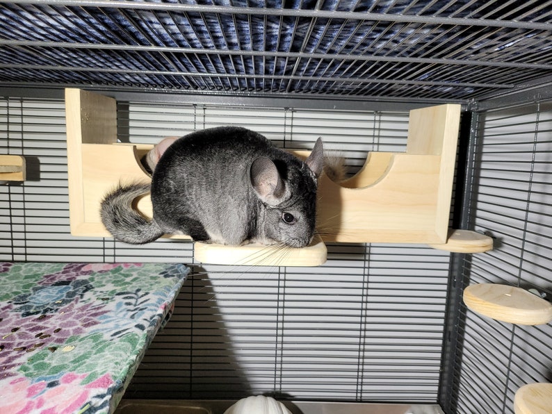 Puede incluir: Un chinchilla gris sentado en una plataforma de madera dentro de una jaula. La plataforma est&aacute; unida a una repisa de madera con una abertura curva.