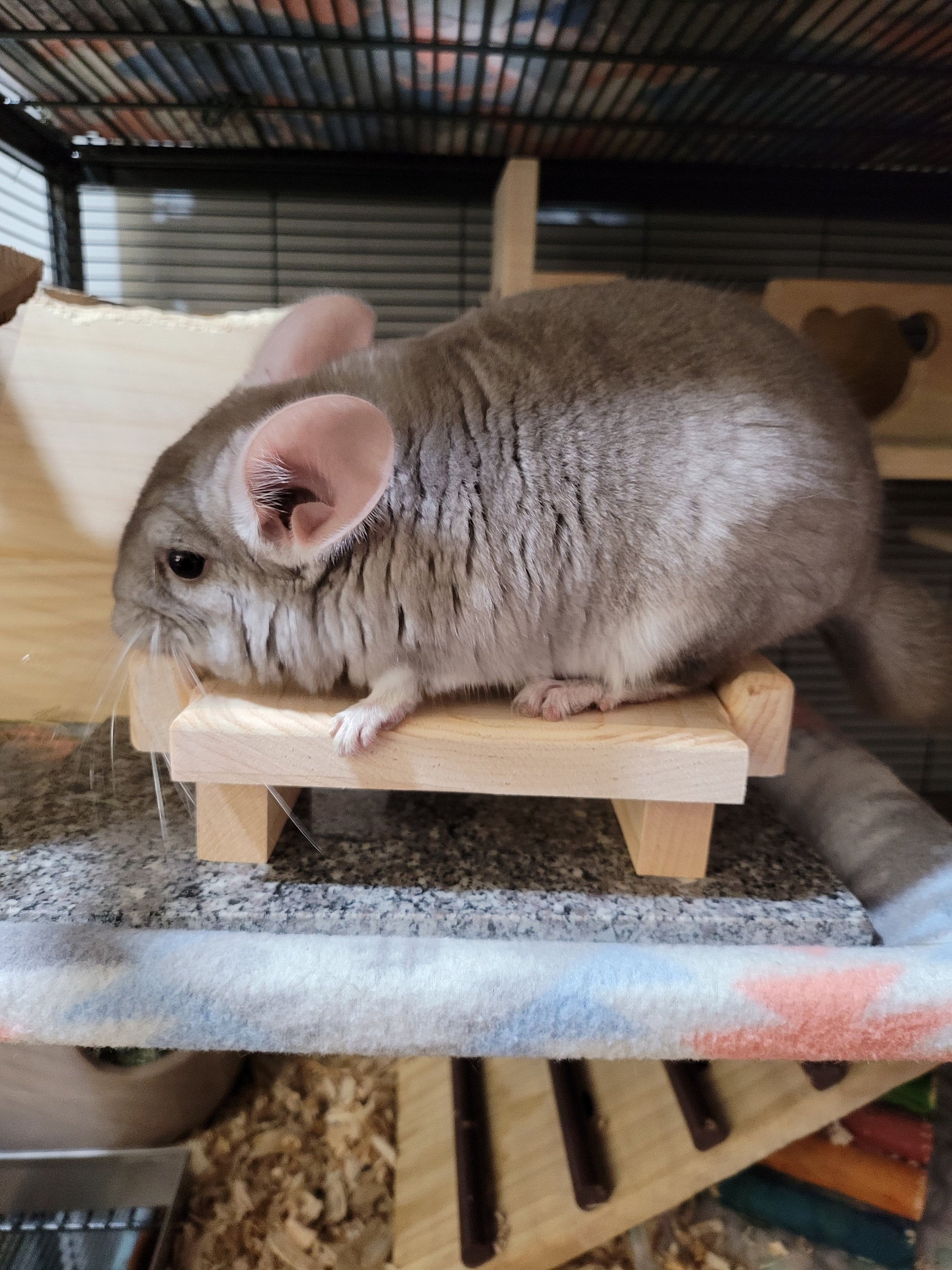 Chinchilla Loveseat Ledge Mount With Poop Guards Armrests Rat Etsy