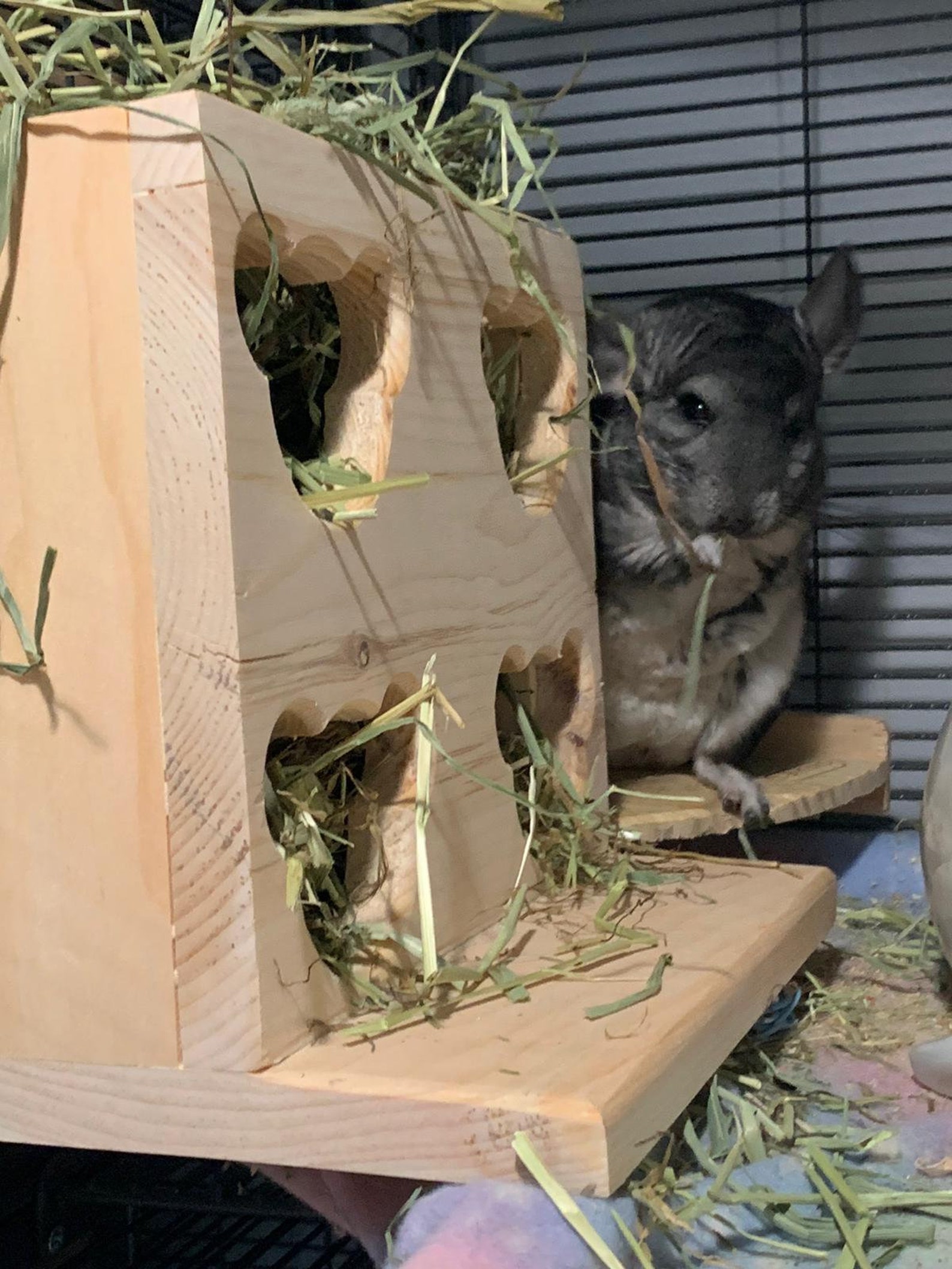 Slimline Chinchilla Hay Feeder Box with 4 Chinchilla Face Etsy