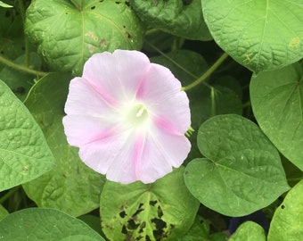 Morning Glory Seeds