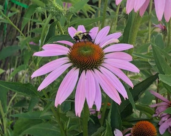 Echinacea Seeds