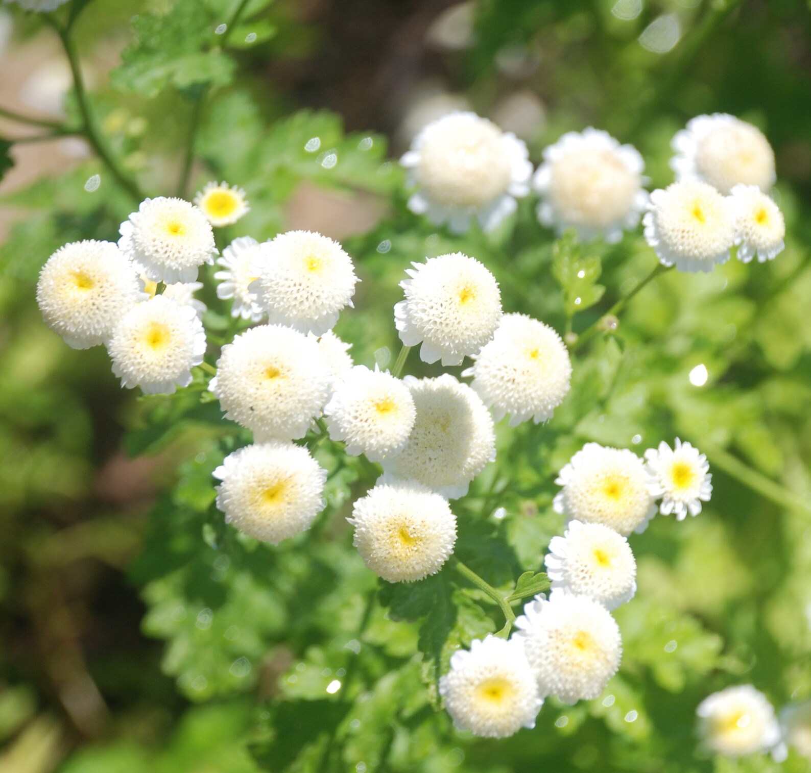 feverfew-seeds-etsy