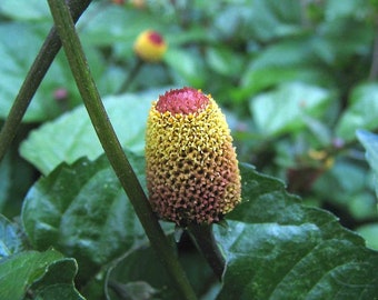 Toothache Plant Seeds, Spilanthes