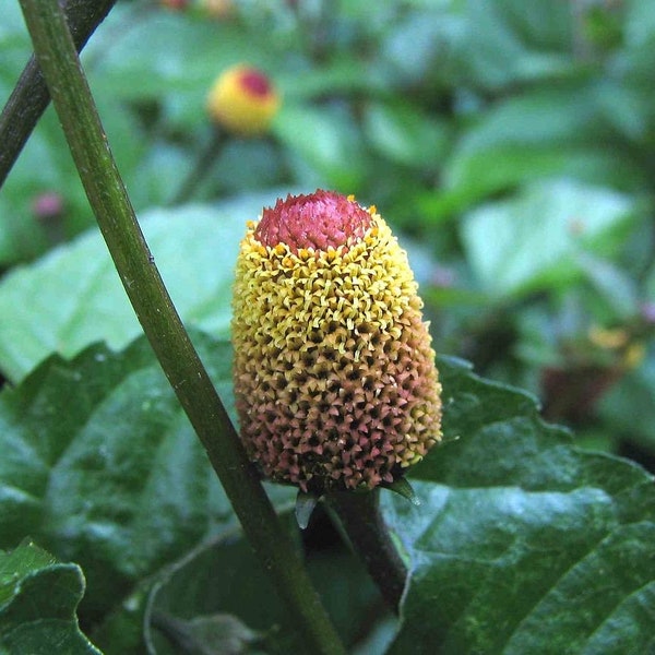 Toothache Plant Seeds, Spilanthes