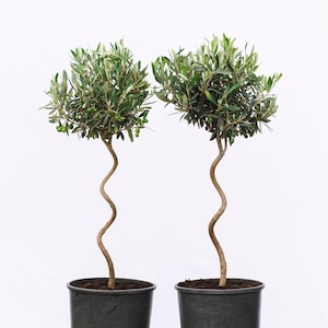 Puede incluir: Dos olivos en macetas negras. Los &aacute;rboles tienen un tronco retorcido &uacute;nico y est&aacute;n cubiertos de follaje verde y peque&ntilde;as aceitunas verdes. Las macetas est&aacute;n sobre una superficie clara sobre un fondo blanco.