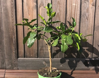 Mini árbol de lima kaffir