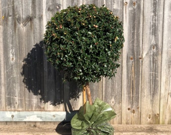 Large Mini Myrtle 40-50cm 3L