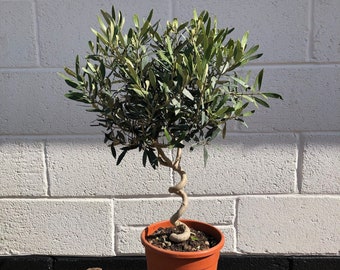 Twisted Olive Tree 90-100cm 5L