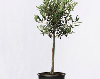 Olivo mediano 80-90 cm 3L