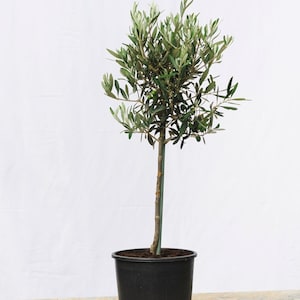 Luxury Artificial Olive Tree Bush - Premium Range