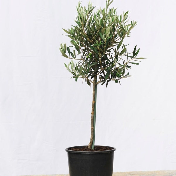 Medium Olive Tree 80-90cm 3L