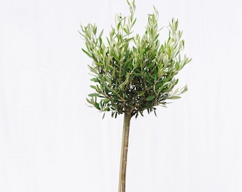 Large Olive Tree 100-110cm 5L