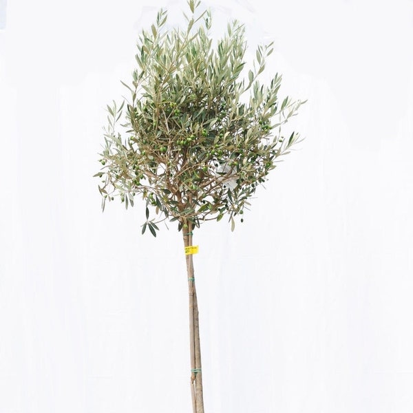 Standard Olive Tree 150cm