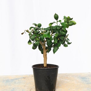 May include: A small potted lemon tree with green leaves and small green lemons. The tree is in a black plastic pot.