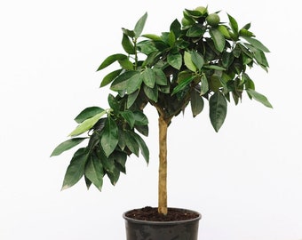 Orange Citrus Tree 55-65cm 5L