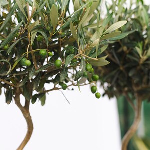 Puede incluir: Primer plano de olivos con aceitunas verdes y hojas verdes. Los &aacute;rboles tienen troncos marrones y curvos sobre un fondo blanco. La imagen resalta la belleza natural de los olivos.