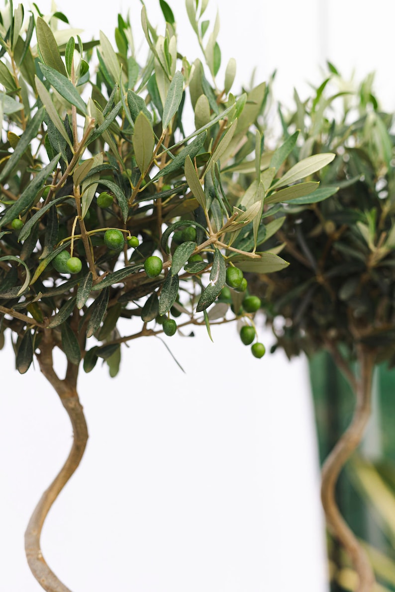Puede incluir: Primer plano de olivos con aceitunas verdes y hojas verdes. Los &aacute;rboles tienen troncos marrones y curvos sobre un fondo blanco. La imagen resalta la belleza natural de los olivos.