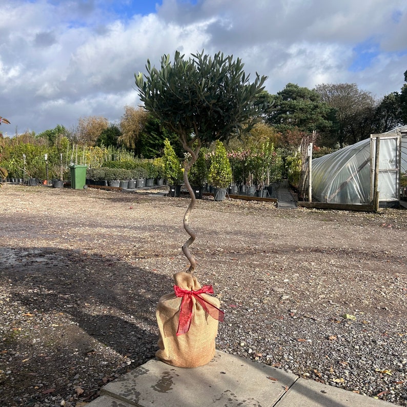 Puede incluir: Un joven olivo con un tronco retorcido y una densa copa de hojas verdes. La base est&aacute; envuelta en arpillera y atada con una cinta roja. El &aacute;rbol est&aacute; en un vivero, con otras plantas y un cielo nublado en el fondo.