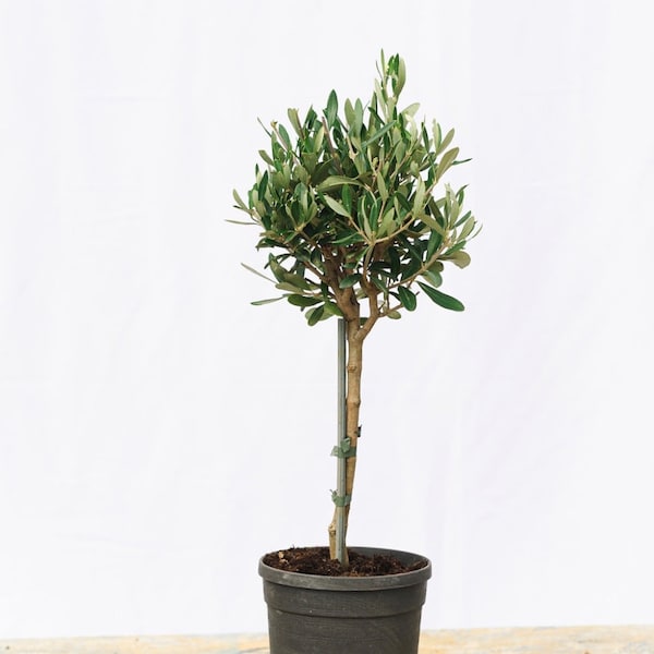 Small Olive Tree 60-70cm 2L