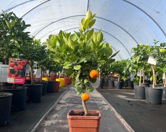 Mini Calamondin Citrus Tree 40-60cm 2L