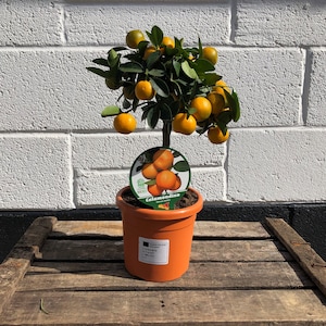 May include: A small potted calamondin orange tree with green leaves and ripe orange fruit. The tree is in a brown pot with a label that reads "Calamondino Citrus x Microcarpa".
