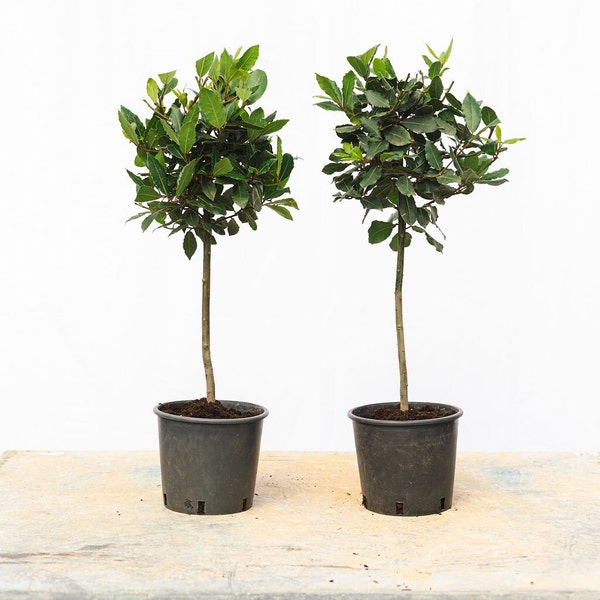Pair of Small Bay Trees 50cm 2L