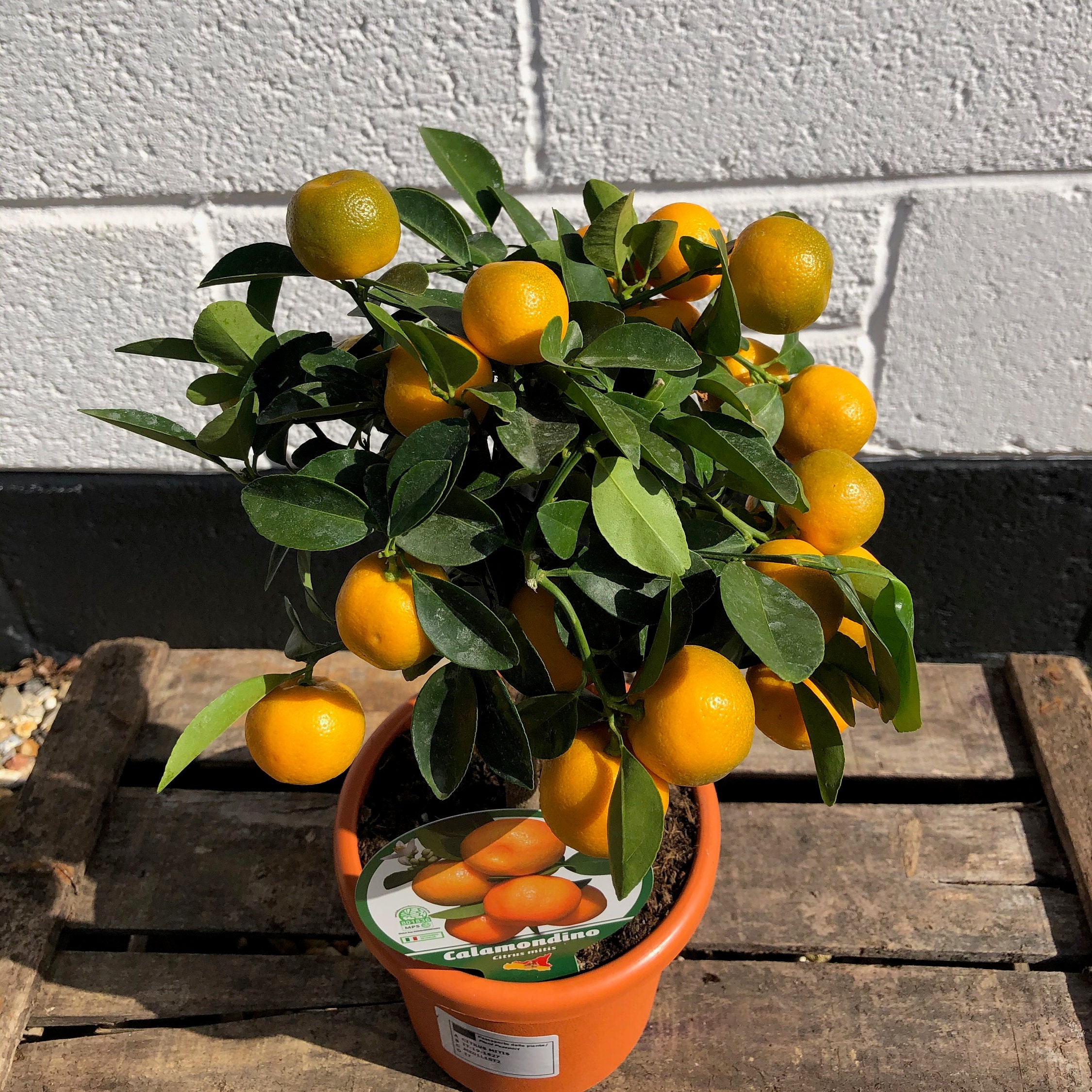 Exotic Calamondin Orange Tree: A Citrus Gem For Your Home