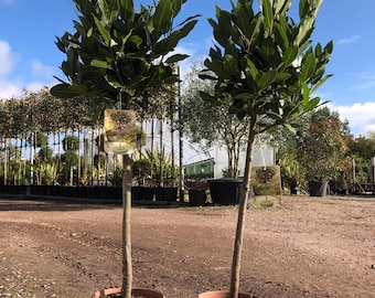 Pareja de laureles grandes de 90-100 cm y 5 l