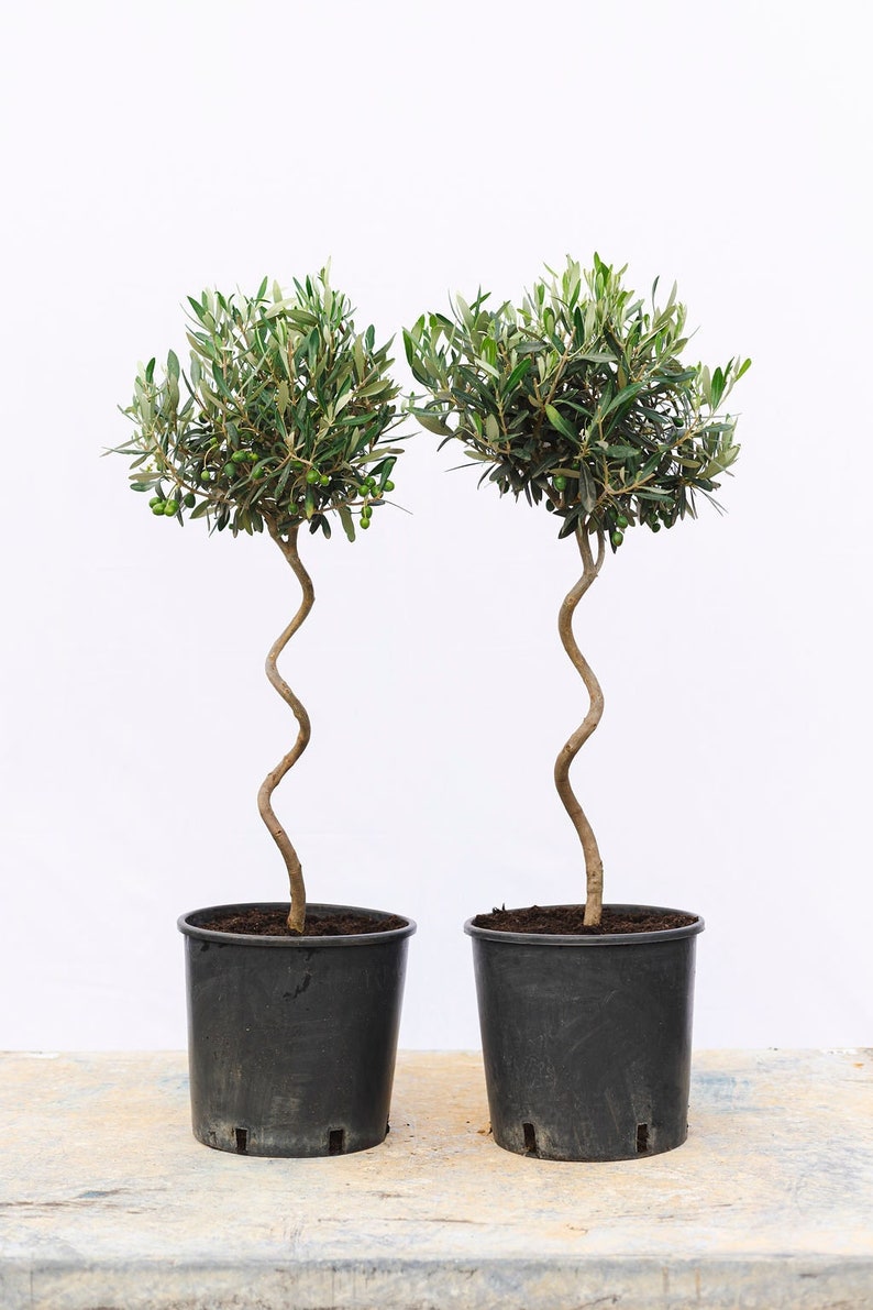 Puede incluir: Dos olivos en macetas negras. Los &aacute;rboles tienen un tronco retorcido &uacute;nico y est&aacute;n cubiertos de follaje verde y peque&ntilde;as aceitunas verdes. Las macetas est&aacute;n sobre una superficie clara sobre un fondo blanco.