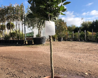 Laurel grande 90-100 cm 5L