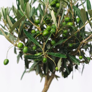 Puede incluir: Primer plano de un olivo con aceitunas verdes y hojas sobre un fondo blanco. El &aacute;rbol tiene un tronco y ramas marrones con peque&ntilde;as aceitunas verdes redondas. Las hojas son largas y delgadas, dando una apariencia fresca y vibrante.