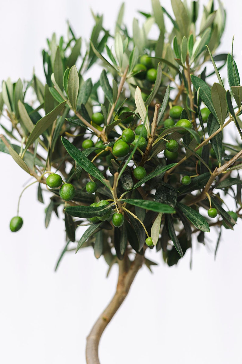 Puede incluir: Primer plano de un olivo con aceitunas verdes y hojas sobre un fondo blanco. El &aacute;rbol tiene un tronco y ramas marrones con peque&ntilde;as aceitunas verdes redondas. Las hojas son largas y delgadas, dando una apariencia fresca y vibrante.