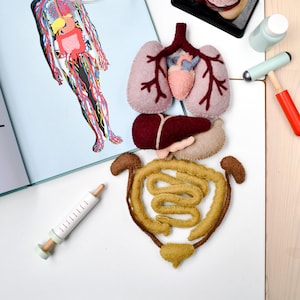 Felt Anatomy Set