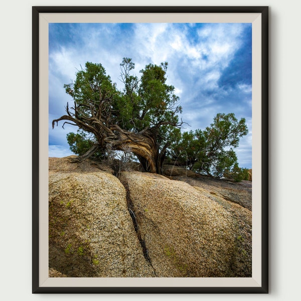 Desert Juniper / Fine Art Print / Joshua Tree NP, CA