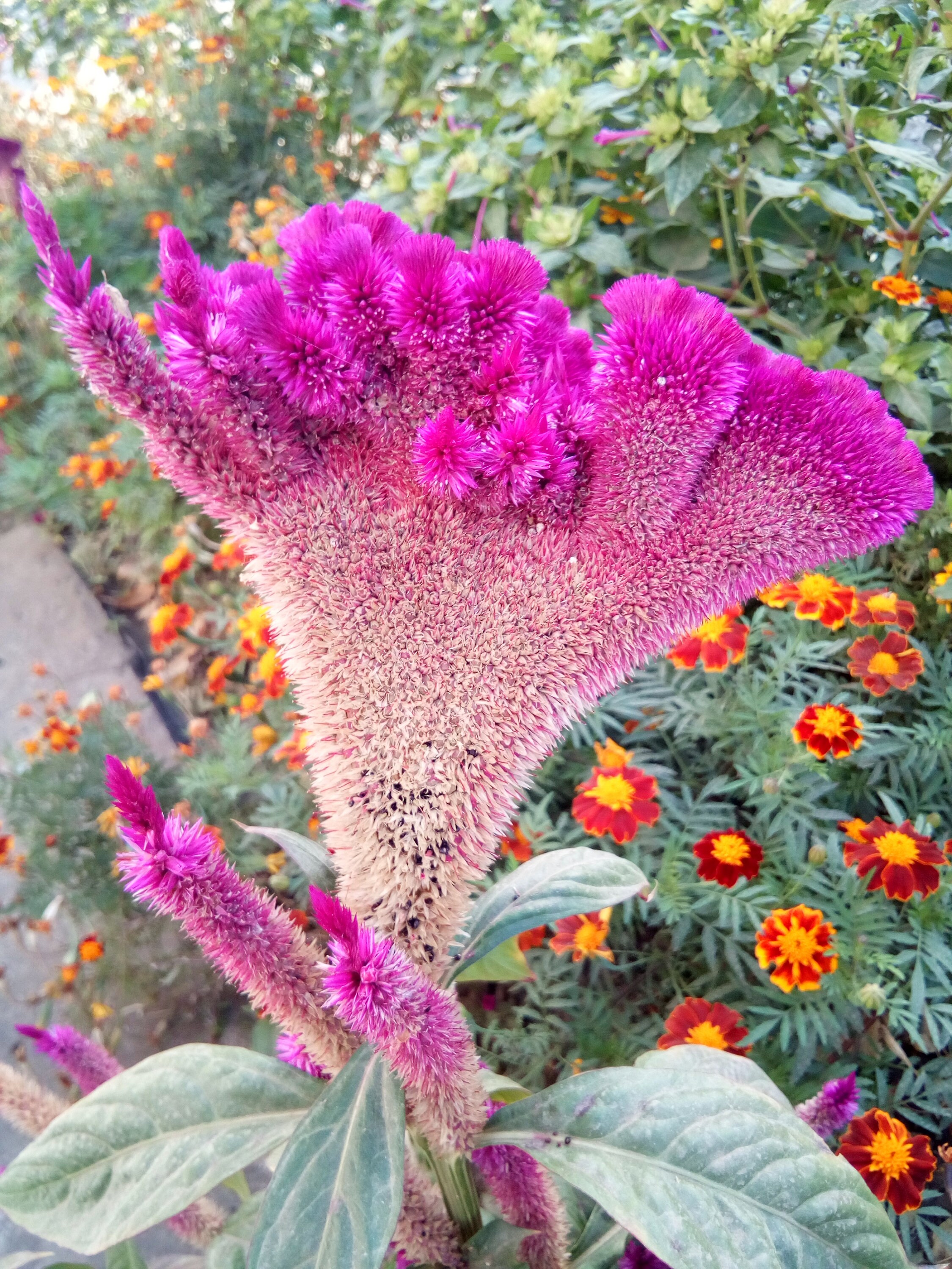 celosia