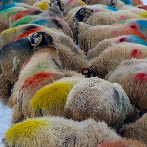 Swaledale sheep with colours