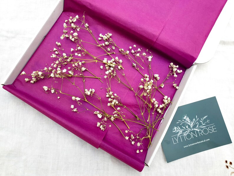 Dried Gypsophila Sprigs in White Aka Babys Breath Flowers Etsy UK